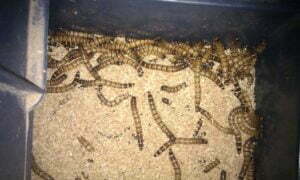 barley worms breeding with shuliy machines