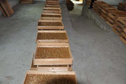 mealworm farm of the Chile customers