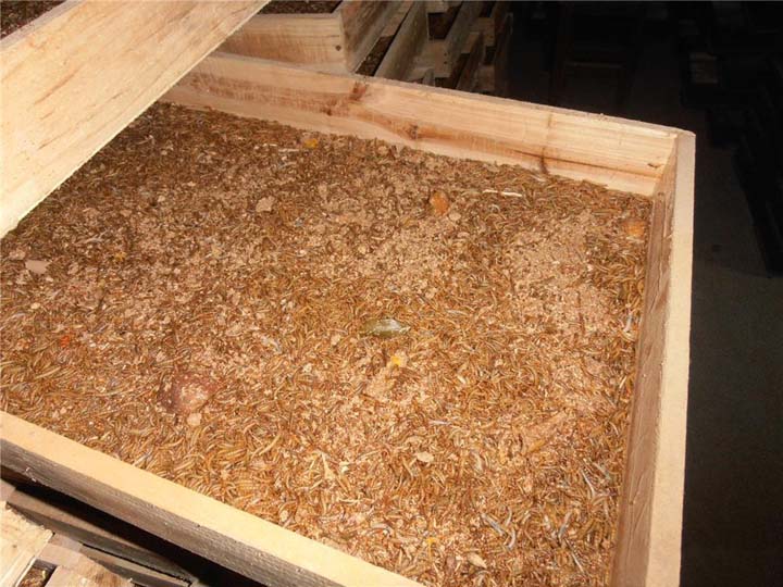 Mealworm Farming With Wheat Bran