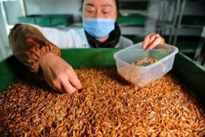 mealworm processing plant