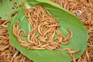 mealworm raising tips
