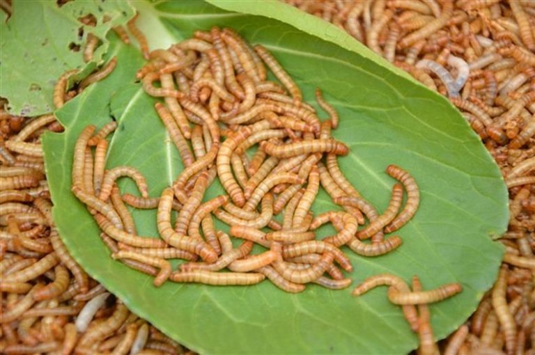 download mealworm farming