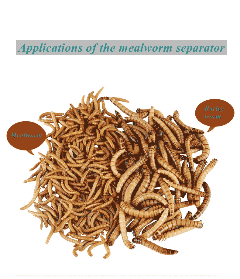 mealworm sorting effect of the mealworm separator