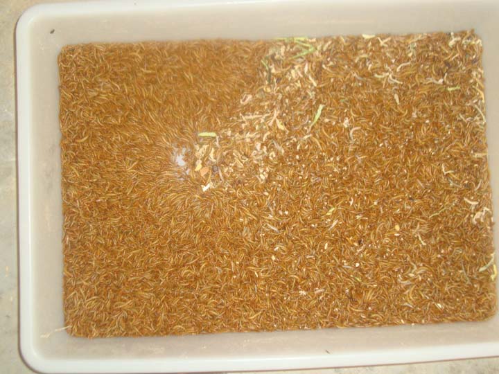mealworms for screening