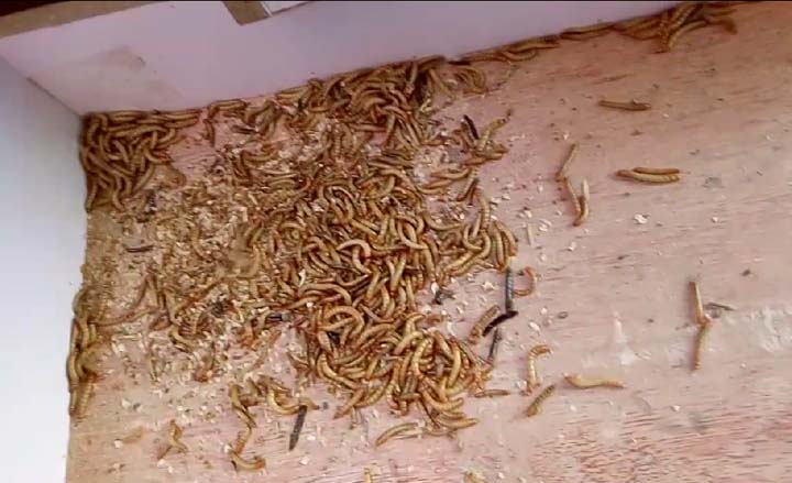 worm droppings and dead worms sieved by the mealworm machine