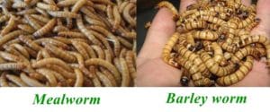 mealworm and barley worm