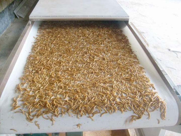 mealworm processing