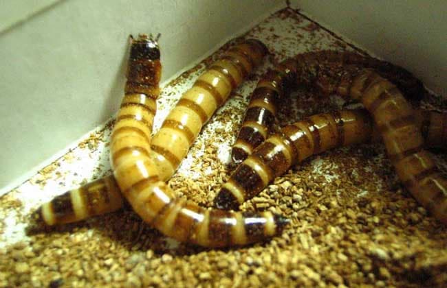 mealworm breeding with technical methods