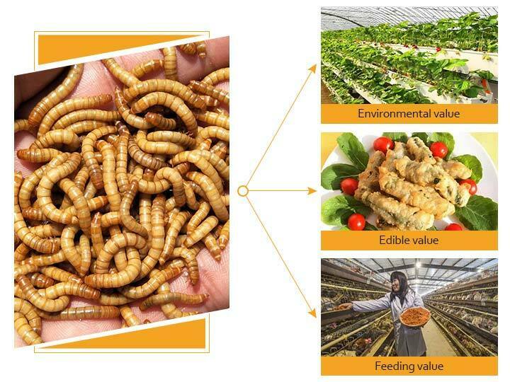 The value of mealworms