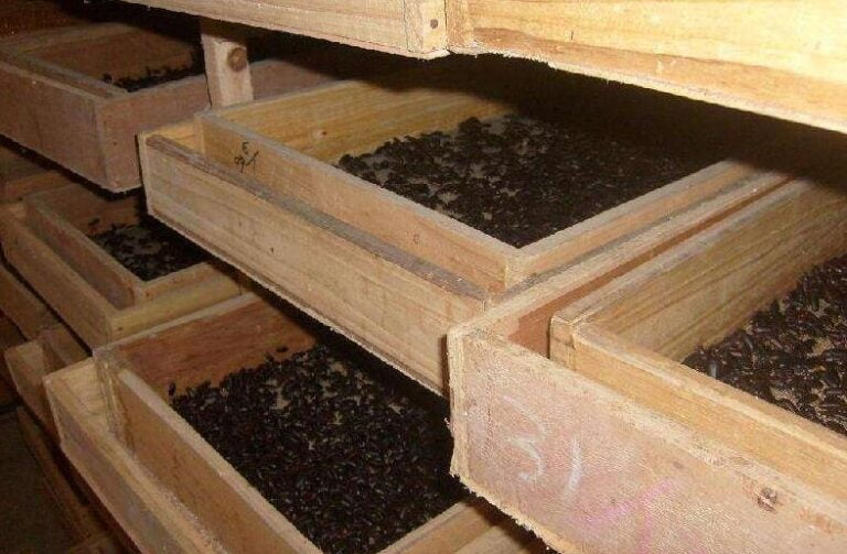 The breeding way of the tenebrio molitor mealworm