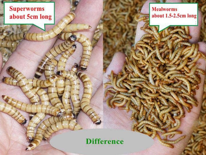 Difference between Mealworms And Super Worms 