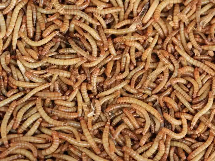 larvas de farinha à venda