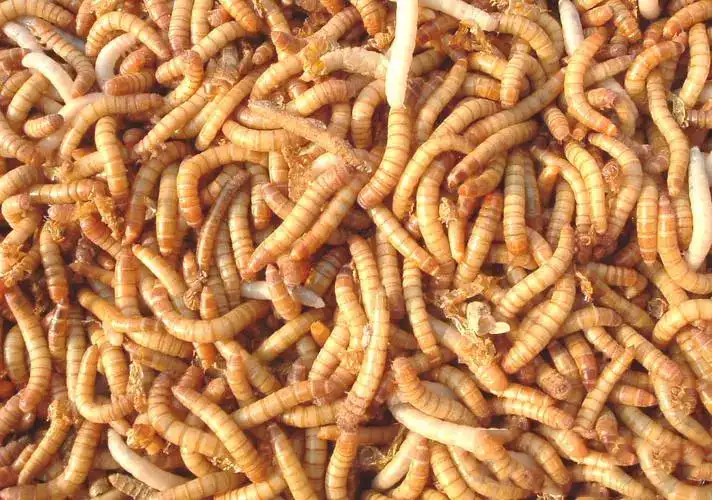 larvas de farinha de qualidade