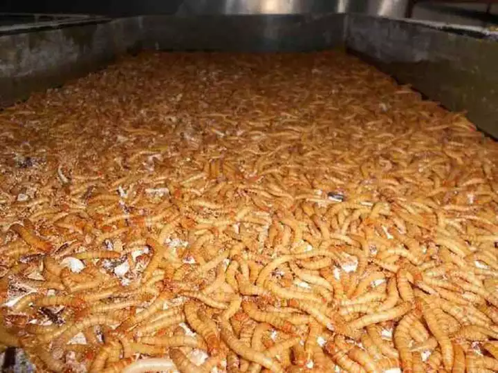 Mealworm Drying