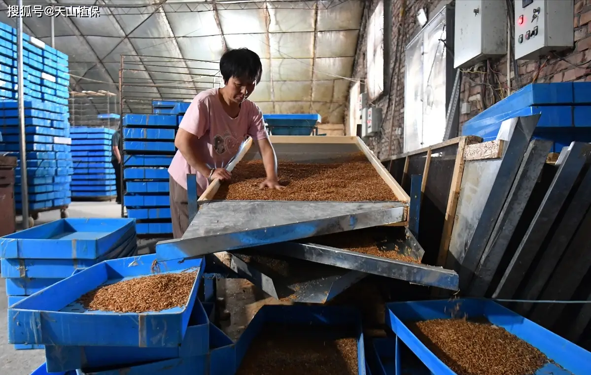 Yellow Mealworm Breeding