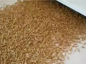 mealworm drying by mealworm dryer