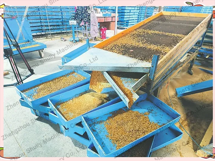 Machine de triage de vers de farine pour petites exploitations