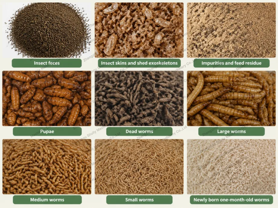 Tenebrio Larvae Separator Machine 4 Final Products Of This Mealworm Larvae Separator Machine